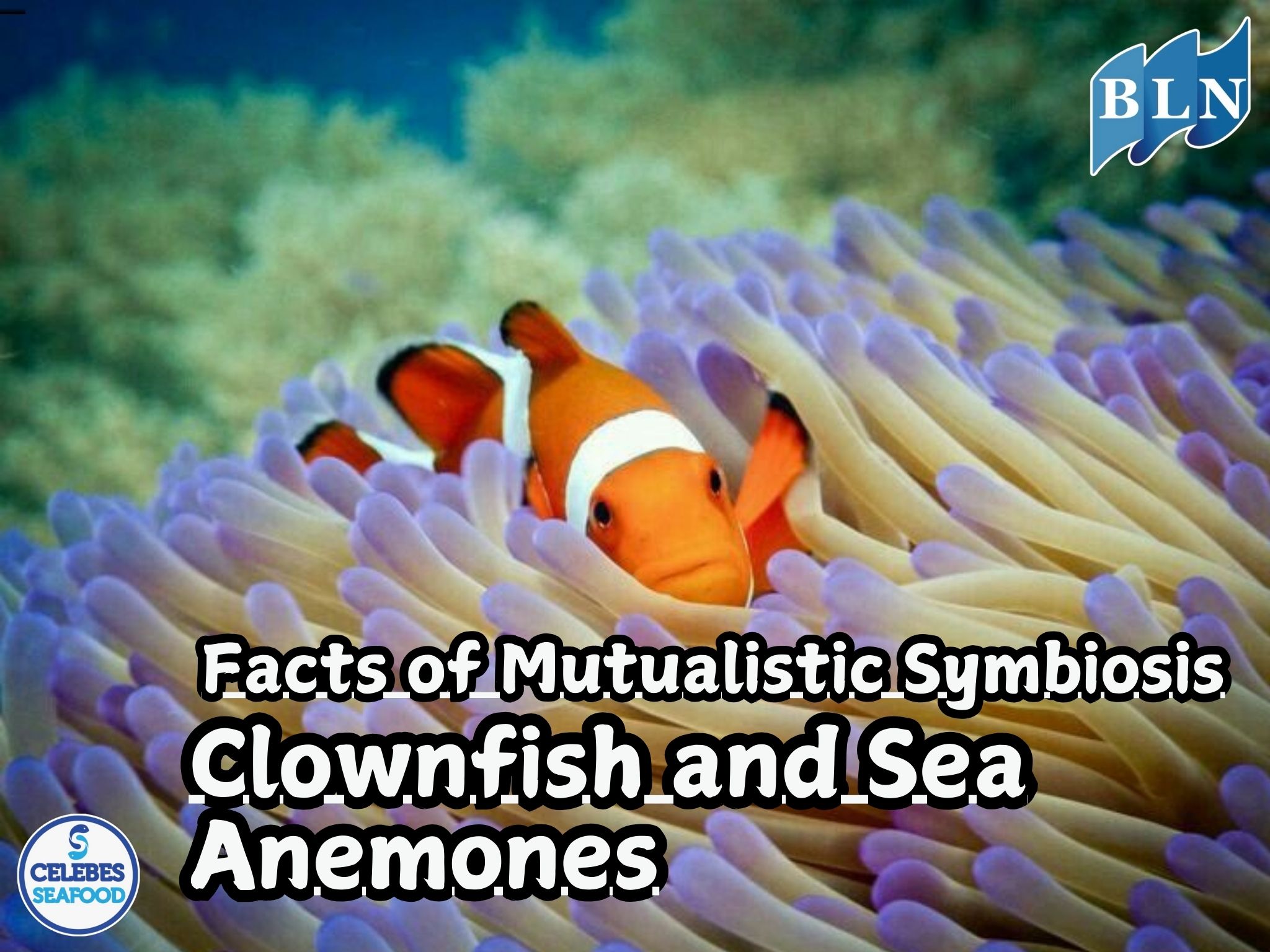 Exploring the Facts of Mutualistic Symbiosis in Clownfish and Sea Anemones